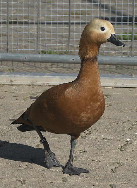 其他年轻球